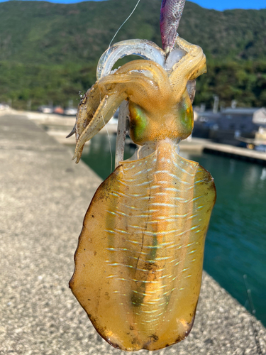 アオリイカの釣果