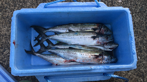 サゴシの釣果