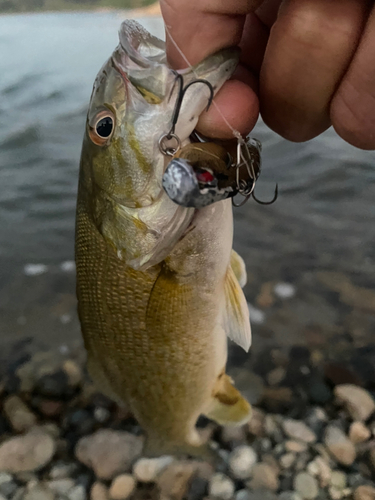 スモールマウスバスの釣果