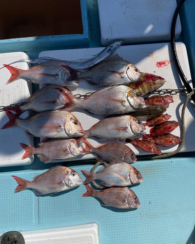 マダイの釣果