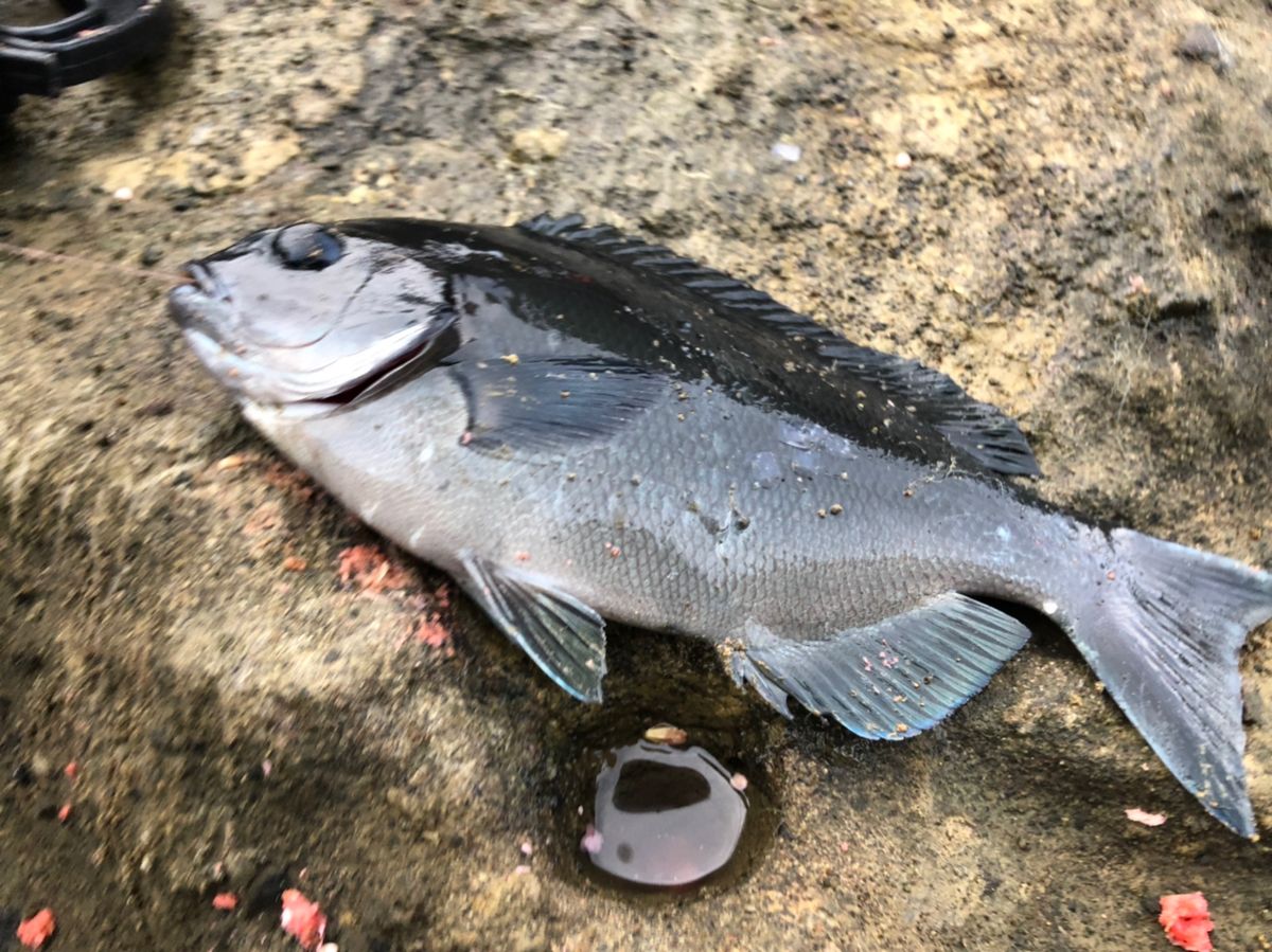 ビーサンさんの釣果 3枚目の画像