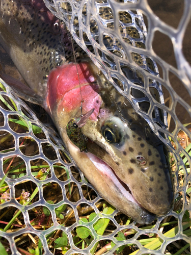 ニジマスの釣果