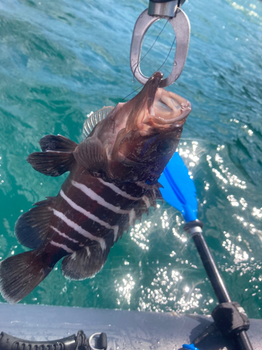 マハタの釣果