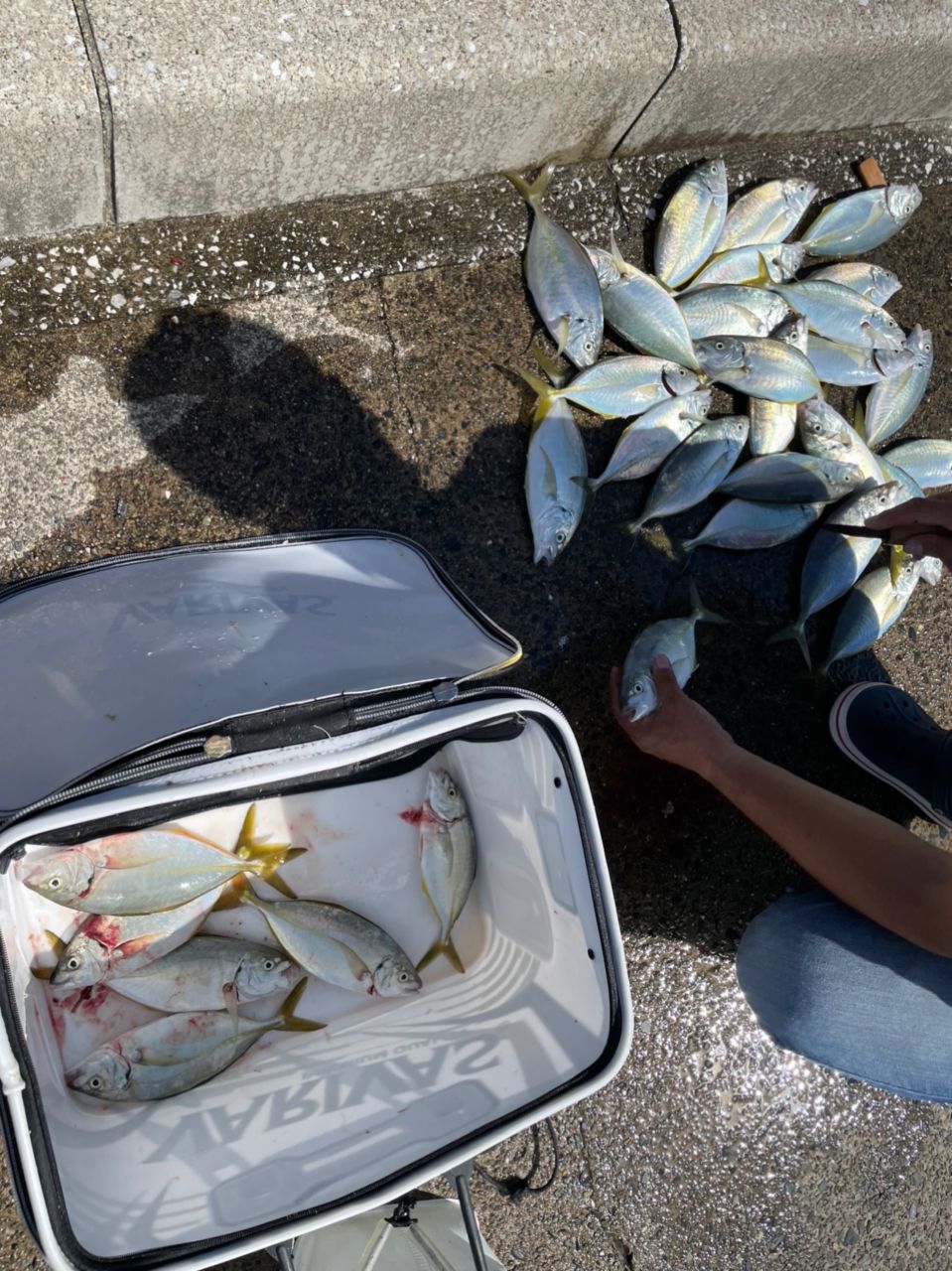 ビーサンさんの釣果 3枚目の画像