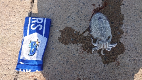 コウイカの釣果