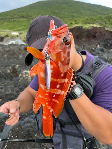 アカハタの釣果