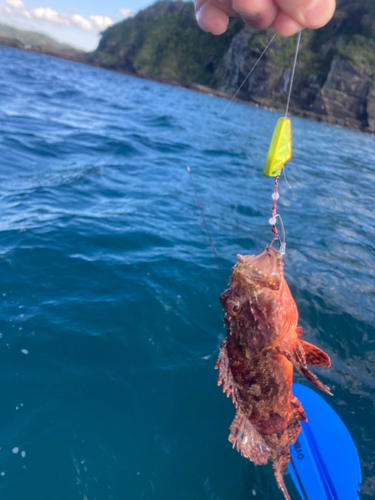 ウッカリカサゴの釣果