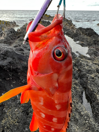 アカハタの釣果