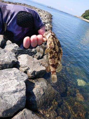 タケノコメバルの釣果