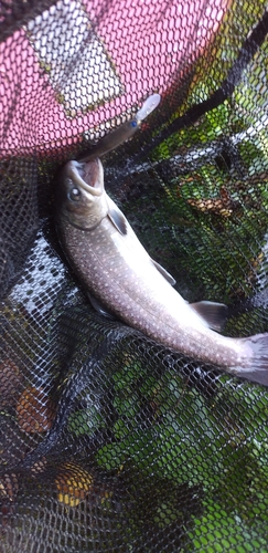 イワナの釣果