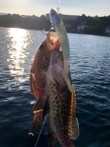 オオモンハタの釣果