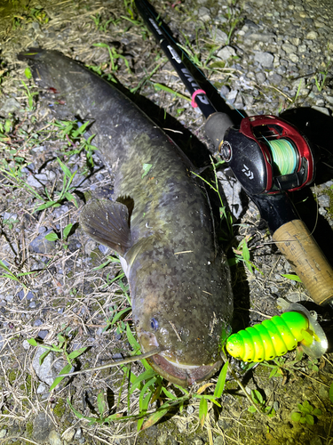 ナマズの釣果