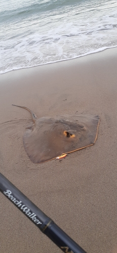 エイの釣果