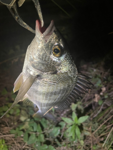 キビレの釣果