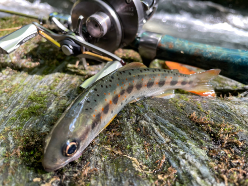 アマゴの釣果