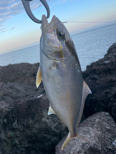 ショゴの釣果