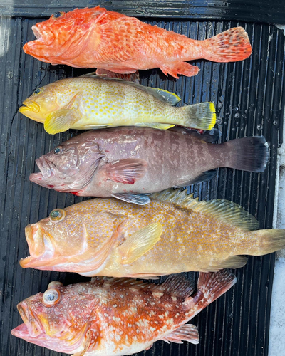 オニカサゴの釣果