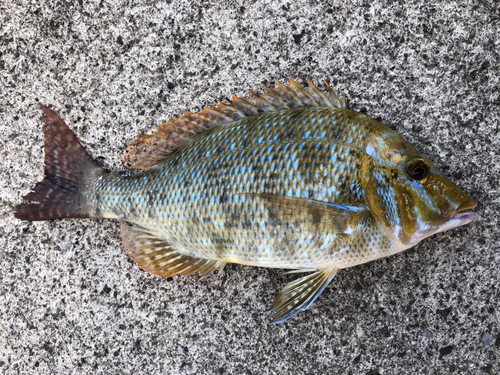 タマンの釣果