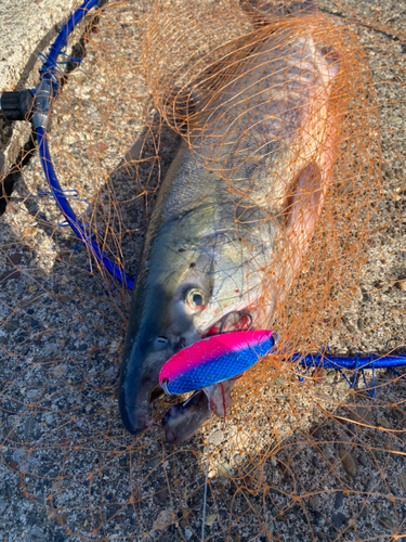 アキアジの釣果