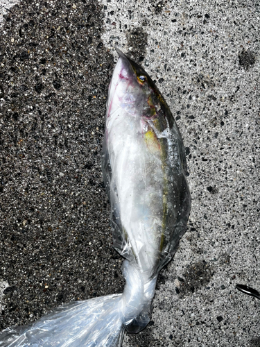 ショゴの釣果