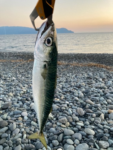 サバの釣果