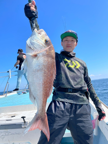 マダイの釣果