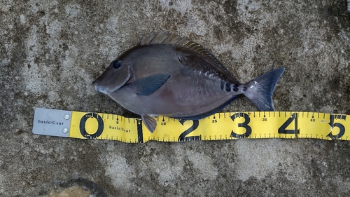 ニザダイの釣果