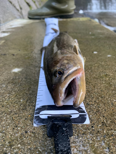 イワナの釣果