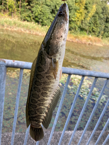 カムルチーの釣果