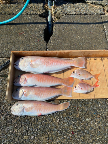 シロアマダイの釣果