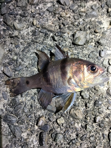 ヨコスジイシモチの釣果