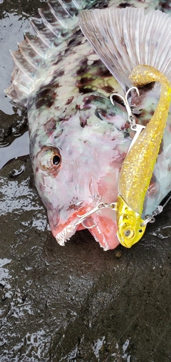 ブダイの釣果