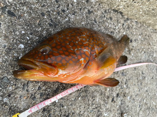 キジハタの釣果