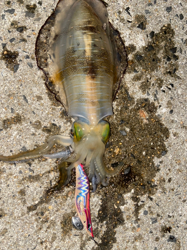 アオリイカの釣果