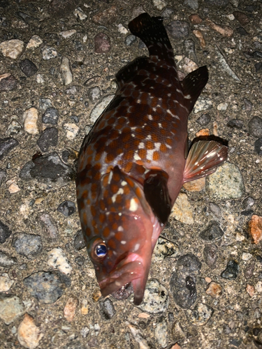 キジハタの釣果