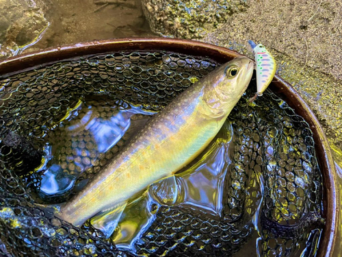 アマゴの釣果