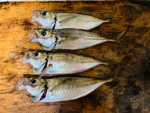 アジの釣果