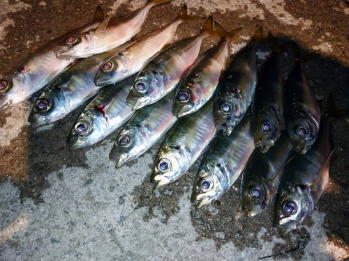 アジの釣果