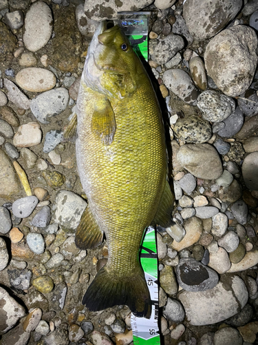 スモールマウスバスの釣果