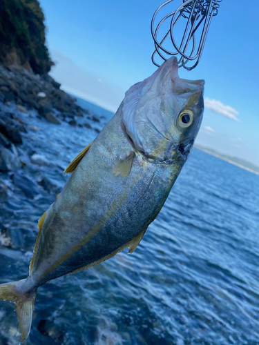 ネリゴの釣果