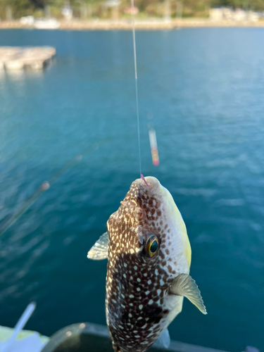 フグの釣果