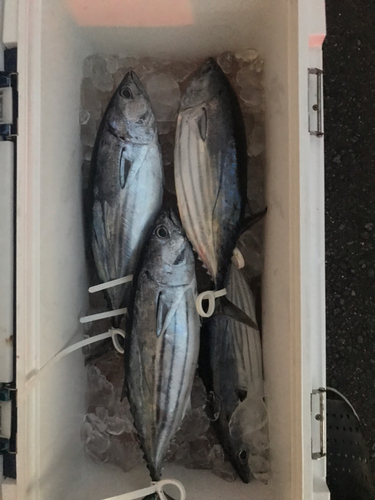 カツオの釣果