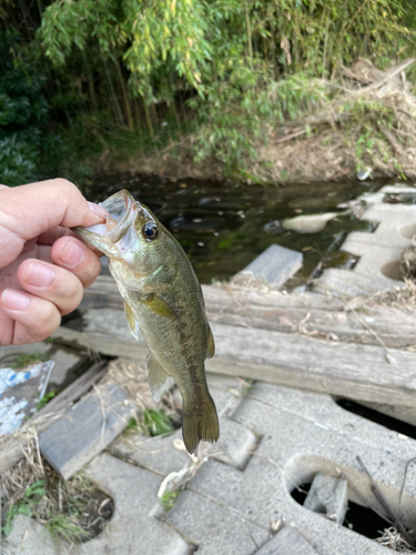 ブラックバスの釣果