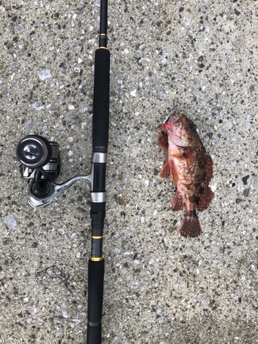 オオモンハタの釣果