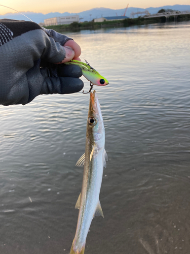 カマスの釣果