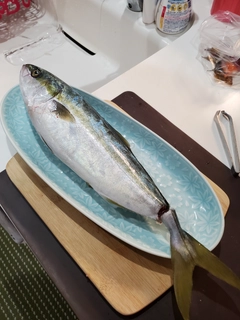 ハマチの釣果