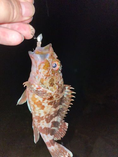 カサゴの釣果