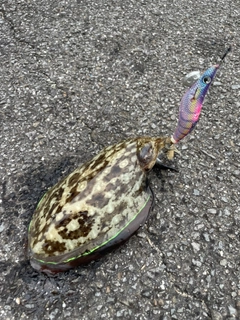 コウイカの釣果