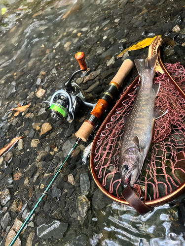 ニッコウイワナの釣果