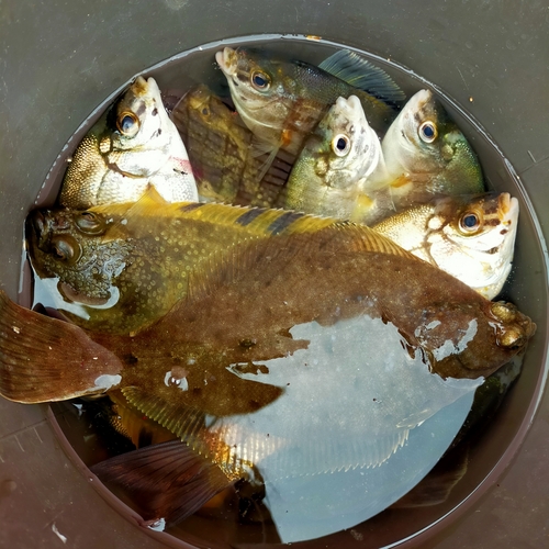 ウミタナゴの釣果